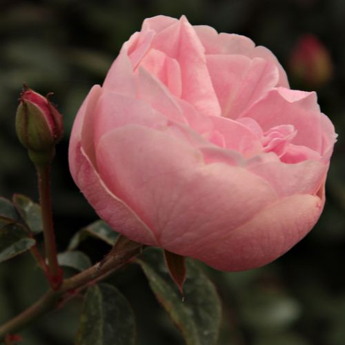 Rosa Mevrouw Nathalie Nypels - ružová - Stromkové ruže,  kvety kvitnú v skupinkáchstromková ruža s kríkovitou tvarou koruny